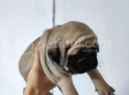50 Günlük Erkek Tombik Pug Yavruları