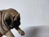 50 Günlük Erkek Tombik Pug Yavruları