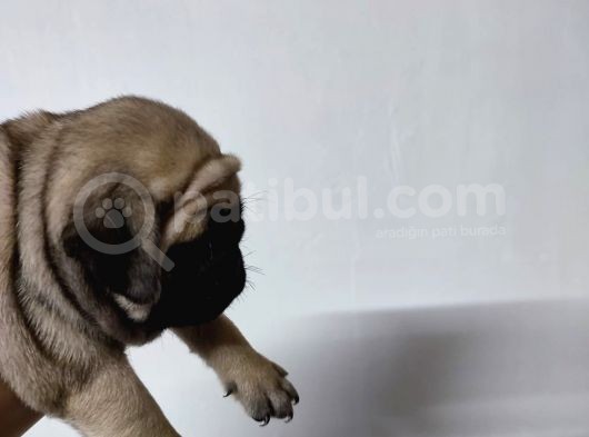 50 Günlük Erkek Tombik Pug Yavruları görsel