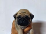 50 Günlük Erkek Tombik Pug Yavruları