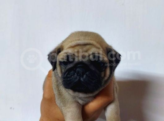 50 Günlük Erkek Tombik Pug Yavruları görsel