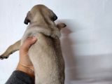 50 Günlük Erkek Tombik Pug Yavruları