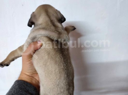 50 Günlük Erkek Tombik Pug Yavruları görsel