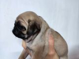 50 Günlük Erkek Tombik Pug Yavruları