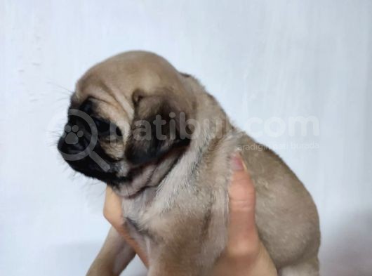 50 Günlük Erkek Tombik Pug Yavruları görsel