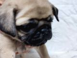 50 Günlük Erkek Tombik Pug Yavruları