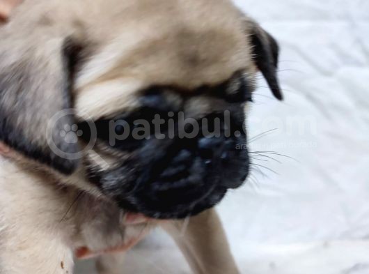 50 Günlük Erkek Tombik Pug Yavruları görsel