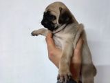50 Günlük Erkek Tombik Pug Yavruları