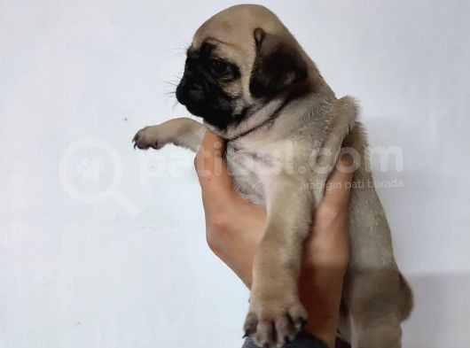 50 Günlük Erkek Tombik Pug Yavruları görsel