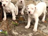 Safkan Yavru Son Bir Adet Dişimiz