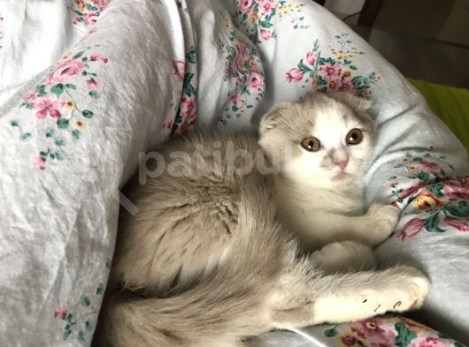 Çok Tatlı Ve Oyuncular