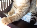 Full+full Scrli Golden Ny 24 Pedigreli