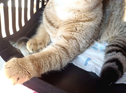 Full+Full Scrli Golden Ny 24 Pedigreli
