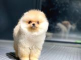 Ayı Surat Pomeranian Boo Yavrularımız