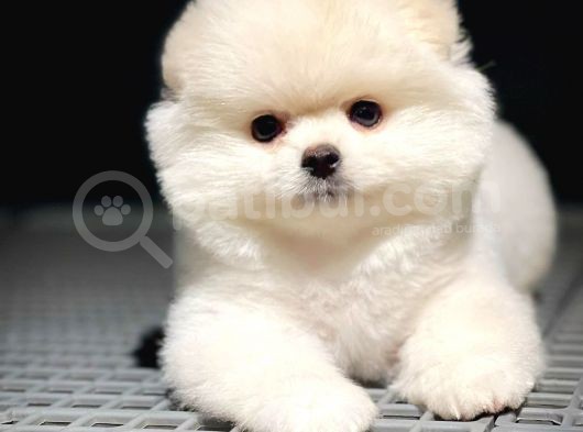 Ayı Surat Pomeranian Boo Yavrularımız