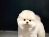 Ayı Surat Pomeranian Boo Yavrularımız