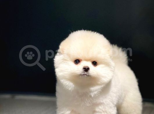 Ayı Surat Pomeranian Boo Yavrularımız görsel