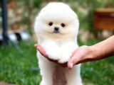 Ayı Surat Pomeranian Boo Yavrularımız