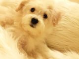Afacan Tüy Yumakları Wc Eğitimli Maltipoo Yavrularımız