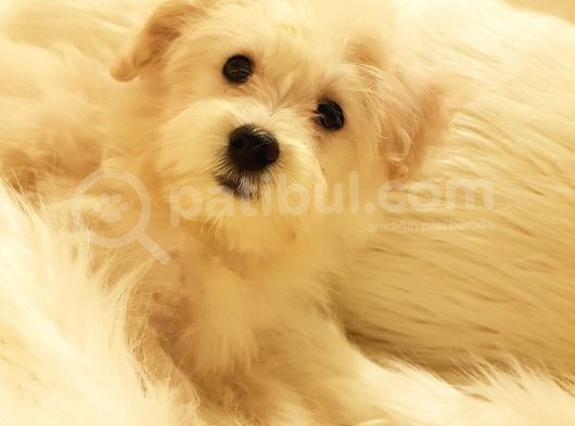 Afacan Tüy Yumakları Wc Eğitimli Maltipoo Yavrularımız görsel