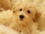 Afacan Tüy Yumakları Wc Eğitimli Maltipoo Yavrularımız