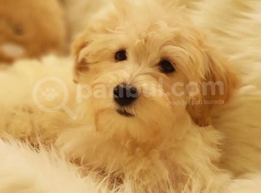 Afacan Tüy Yumakları Wc Eğitimli Maltipoo Yavrularımız görsel