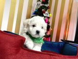 Mini Boy Maltese Sevimli Yavrular