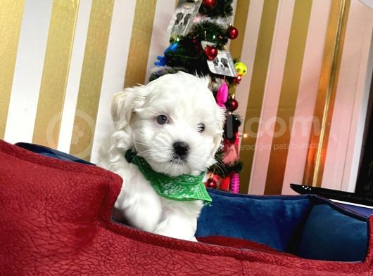 Mini Boy Maltese Sevimli Yavrular görsel
