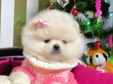 Ayı Surat Sevimli Boo Pomeranian Yavrular