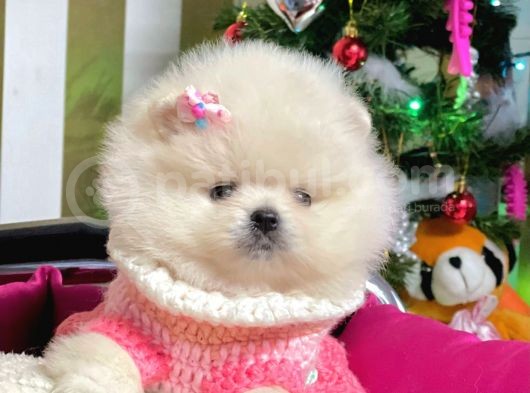 Ayı Surat Sevimli Boo Pomeranian Yavrular görsel