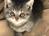 British Shorthair Dişi