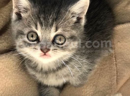 British Shorthair Dişi