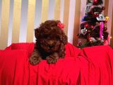 Red Brown Toy Poodle Yavrular