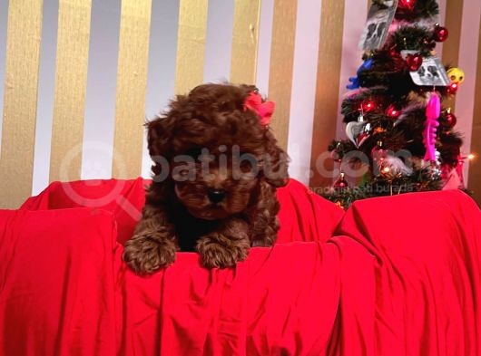 Red Brown Toy Poodle Yavrular görsel