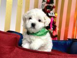 Mini Boy Maltese Sevimli Yavrular