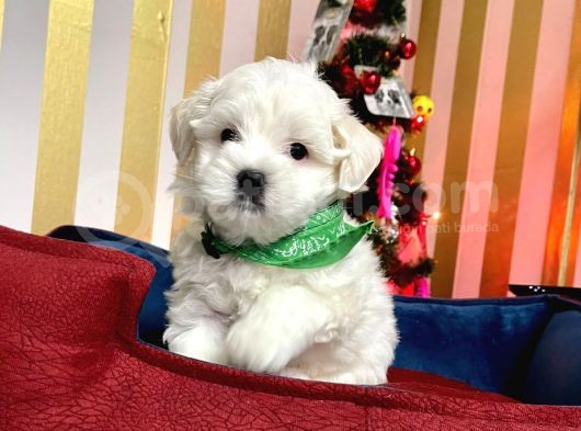 Mini Boy Maltese Sevimli Yavrular görsel