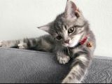 British Shorthair Dişi