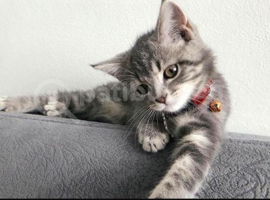 British Shorthair Dişi görsel