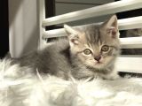 British Shorthair Dişi