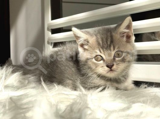 British Shorthair Dişi görsel