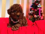 Red Brown Toy Poodle Yavrular