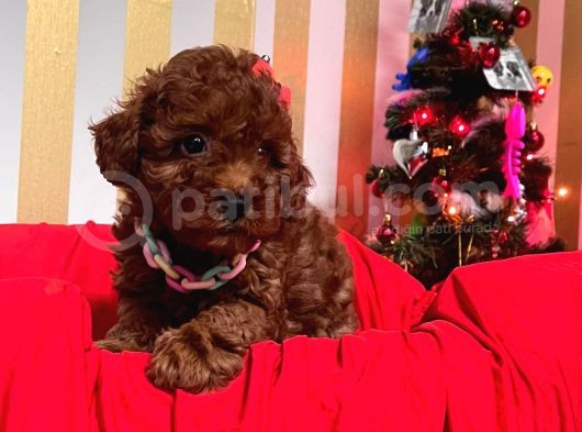 Red Brown Toy Poodle Yavrular görsel
