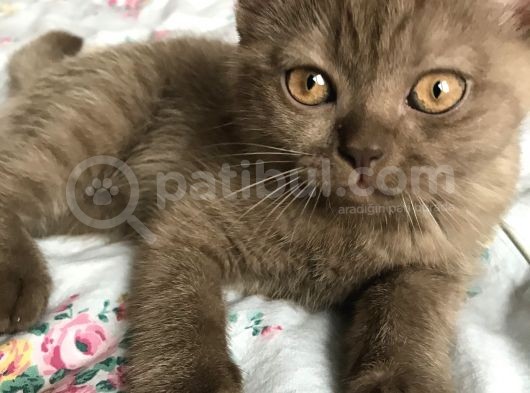 Çok Tatlı Ve Oyuncular görsel