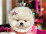 Ayı Surat Sevimli boo Pomeranian Yavrular