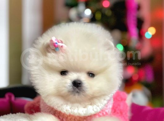 Ayı Surat Sevimli boo Pomeranian Yavrular