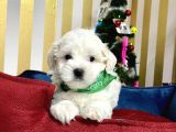 Mini Boy Maltese Sevimli Yavrular