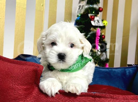 Mini Boy Maltese Sevimli Yavrular
