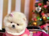 Ayı Surat Sevimli Boo Pomeranian Yavrular