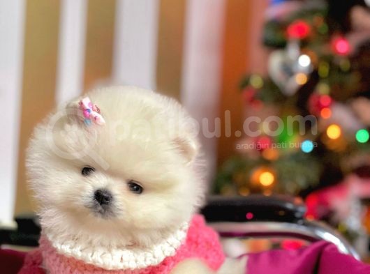 Ayı Surat Sevimli Boo Pomeranian Yavrular görsel