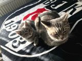 British Shorthair Dişi